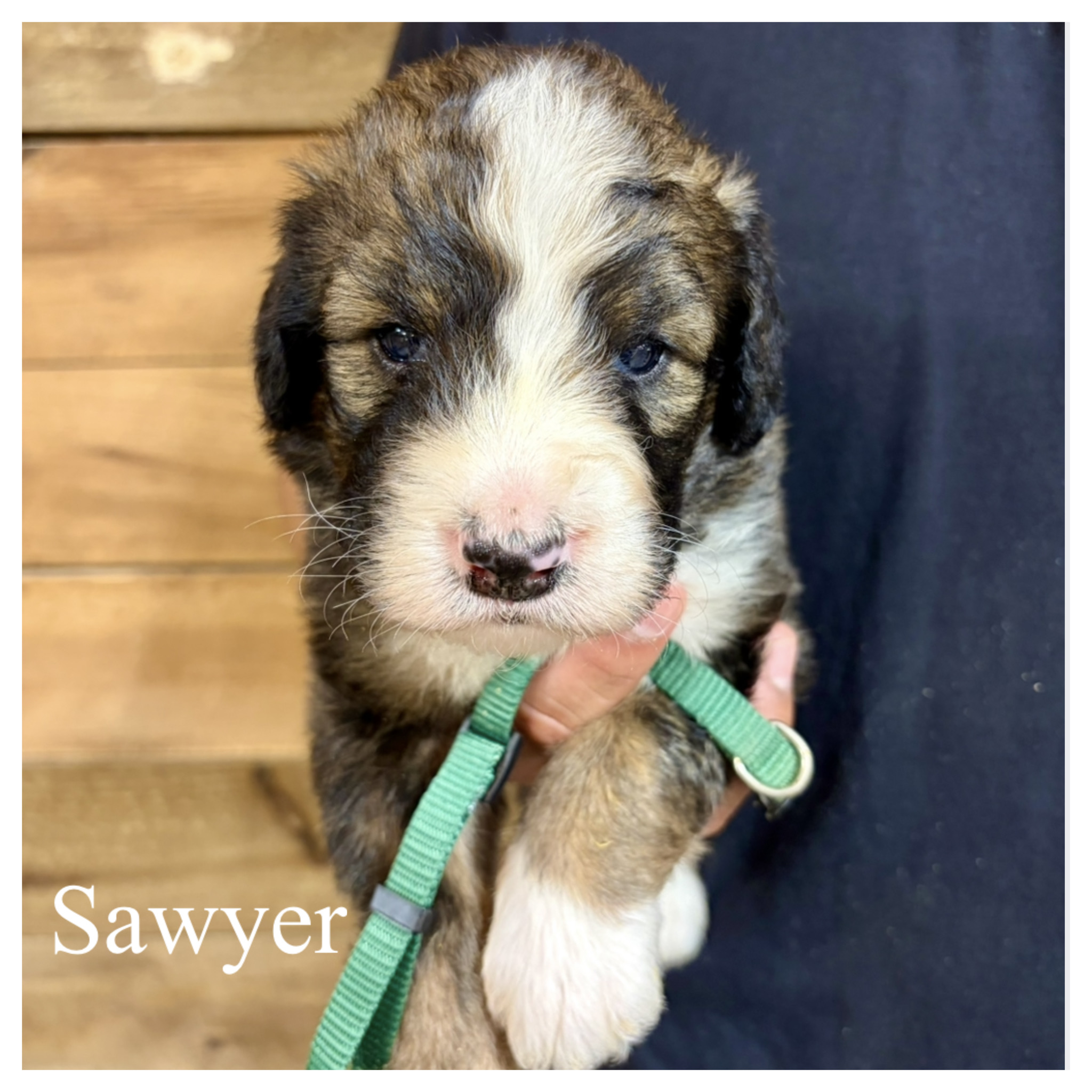Sawyer 2